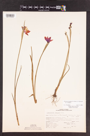 Olsynium douglasii var. douglasii image