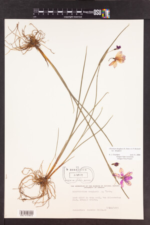 Olsynium douglasii var. douglasii image