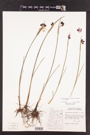 Olsynium douglasii var. douglasii image