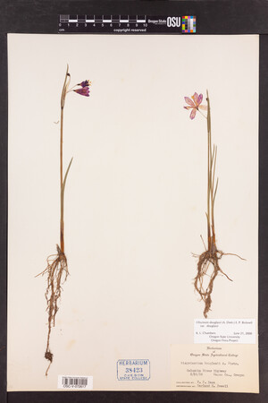 Olsynium douglasii var. douglasii image