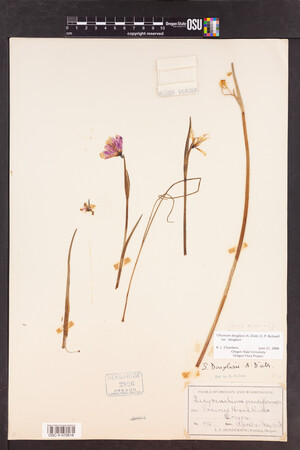 Olsynium douglasii var. douglasii image