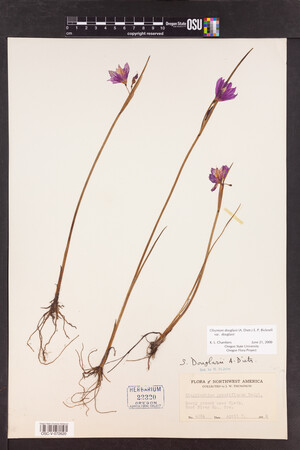 Olsynium douglasii var. douglasii image