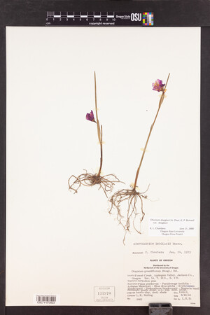 Olsynium douglasii var. douglasii image