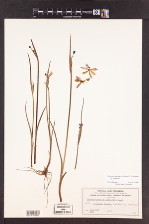 Olsynium douglasii var. douglasii image