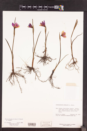 Olsynium douglasii var. douglasii image