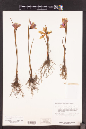 Olsynium douglasii var. douglasii image