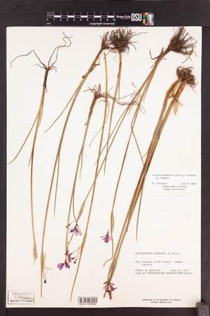 Olsynium douglasii var. douglasii image