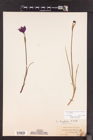 Olsynium douglasii var. douglasii image