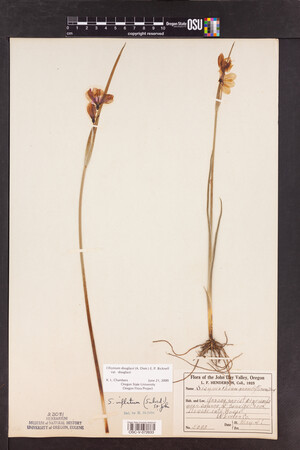 Olsynium douglasii var. douglasii image