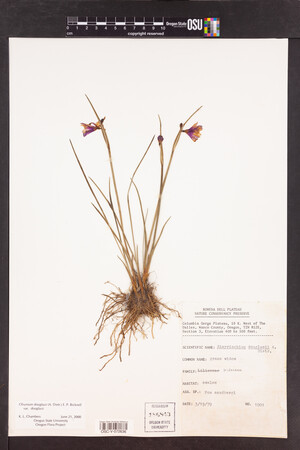 Olsynium douglasii var. douglasii image