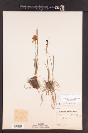 Olsynium douglasii var. douglasii image