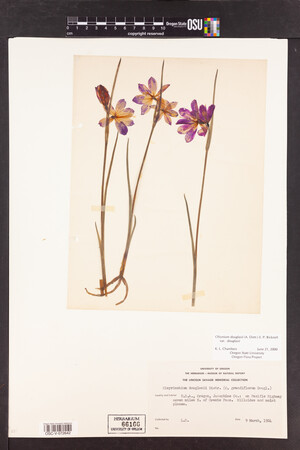 Olsynium douglasii var. douglasii image