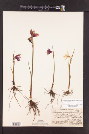 Olsynium douglasii var. douglasii image