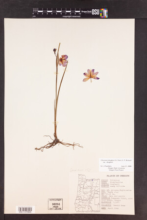 Olsynium douglasii var. douglasii image