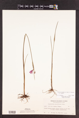 Olsynium douglasii var. douglasii image