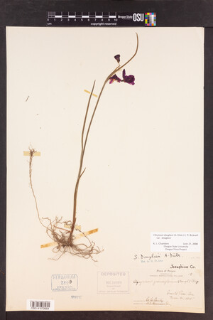 Olsynium douglasii var. douglasii image