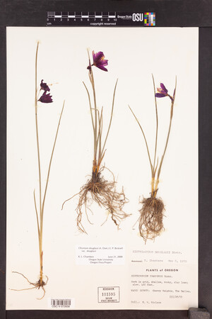 Olsynium douglasii var. douglasii image