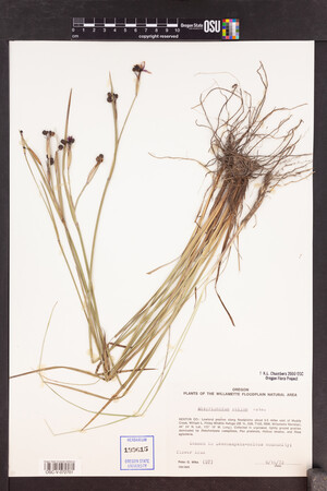 Sisyrinchium bellum image