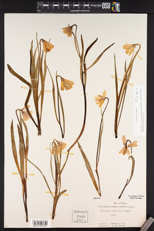 Fritillaria pudica image