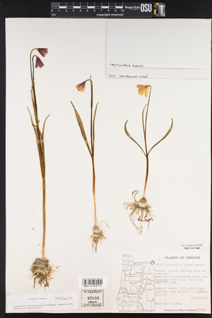 Fritillaria pudica image