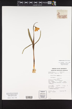 Fritillaria pudica image