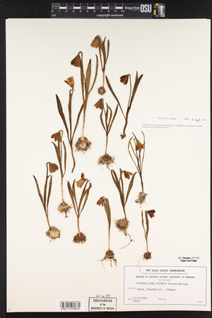 Fritillaria pudica image