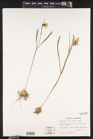 Fritillaria pudica image