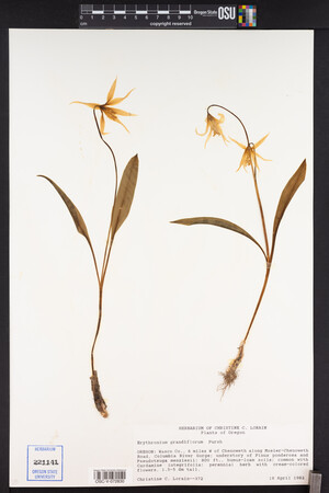 Erythronium grandiflorum image