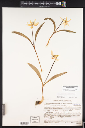 Erythronium grandiflorum image