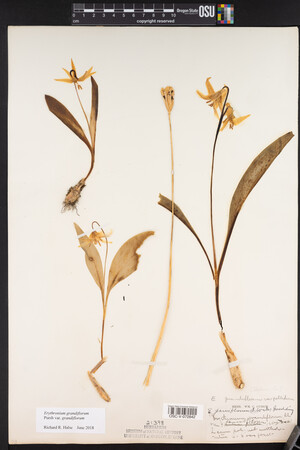 Erythronium grandiflorum image