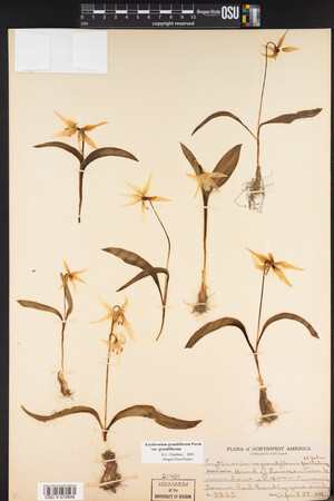 Erythronium grandiflorum image