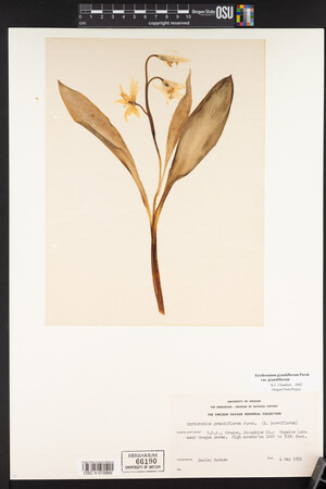 Erythronium grandiflorum image