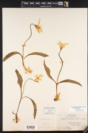 Erythronium grandiflorum image