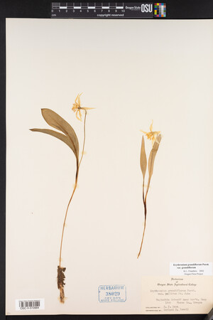 Erythronium grandiflorum image