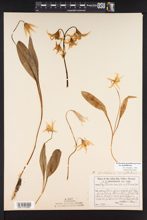 Erythronium grandiflorum image