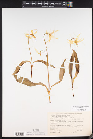 Erythronium grandiflorum image