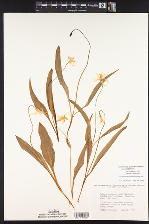 Erythronium grandiflorum image