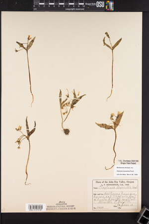 Claytonia lanceolata image