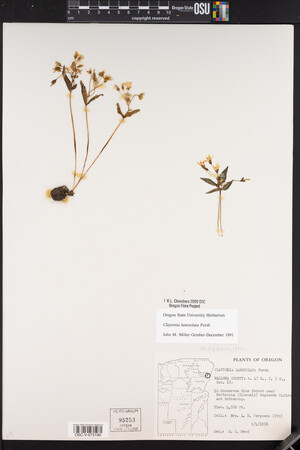 Claytonia lanceolata image