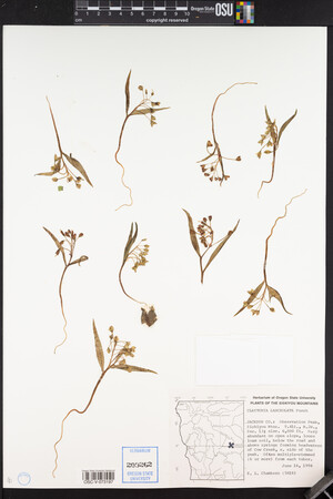 Claytonia lanceolata image