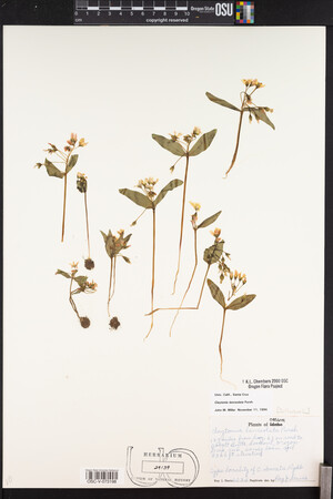 Claytonia lanceolata image