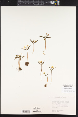 Claytonia lanceolata image