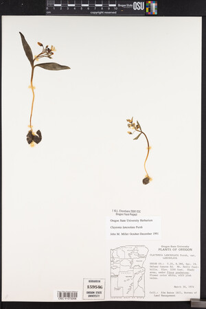 Claytonia lanceolata image