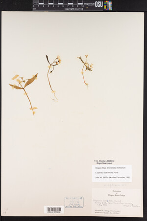 Claytonia lanceolata image