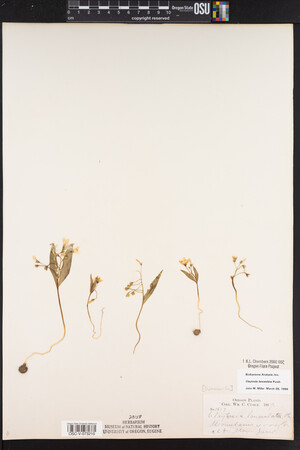 Claytonia lanceolata image