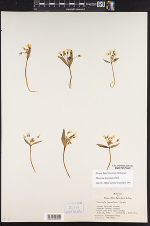 Claytonia lanceolata image