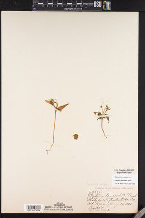 Claytonia lanceolata image