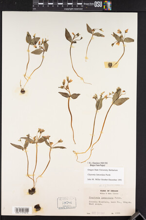 Claytonia lanceolata image