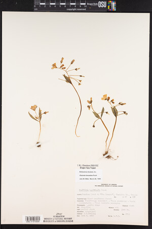 Claytonia lanceolata image