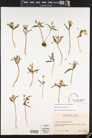 Claytonia lanceolata image